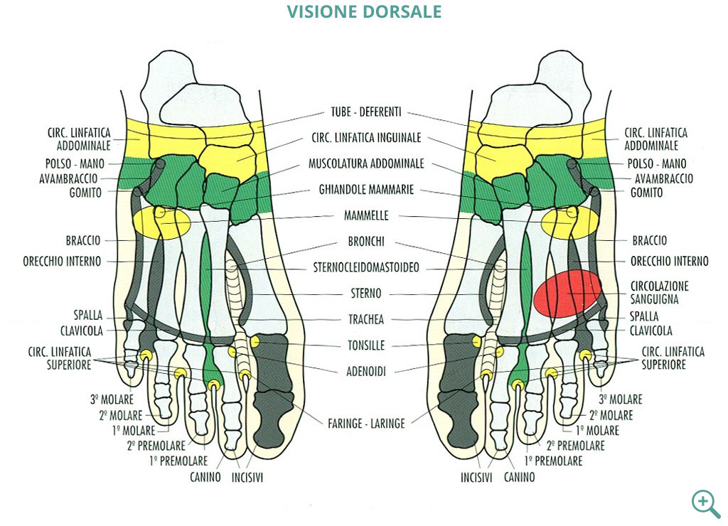 visione dorsale zoom